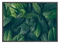 Paveikslas DecoKing Canopy, 50 cm x 40 cm