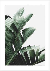 Foto paveikslas Banana Leaf 2, 50 cm x 70 cm