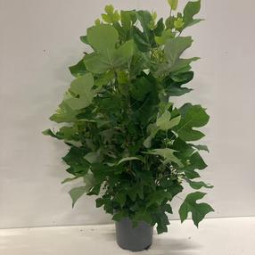 Medis tulpmedis, ø31 cm, 100 cm