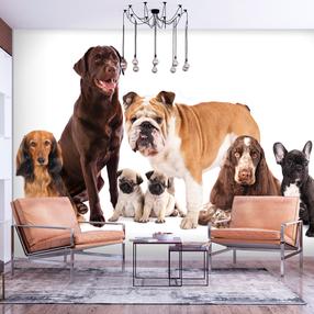 Fototapetas Artgeist Animal Portrait - Dogs With A Brown Labrador In The Centre On A White Background, 175 cm x 245 cm