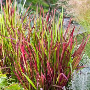 Gėlė vazone imperata Red Baron, 15 - 20 cm, ø17 cm