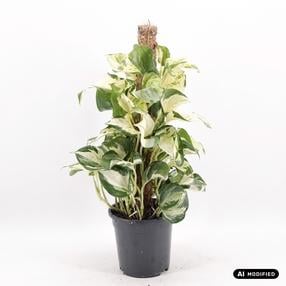 Augalas skindapas Epipremnum pinnatum Manjula, 65 cm, ø17 cm