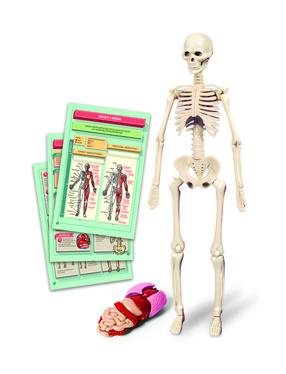 Edukacinis žaislas Clementoni The Human Body Mini-Set