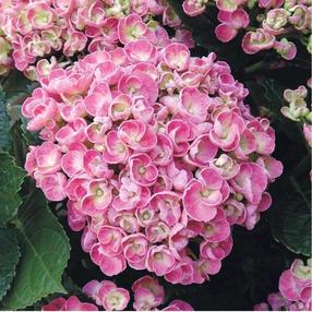 Krūmas hortenzija CURLY WURLY MIX, įvairių spalvų, ø23 cm, 45 - 55 cm