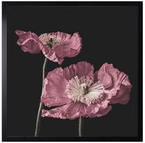 Foto paveikslas Poppy No.2, 50 cm x 50 cm