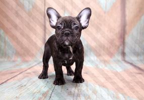 Fototapetas Artgeist French Bulldog MFT1959, 105 cm x 150 cm