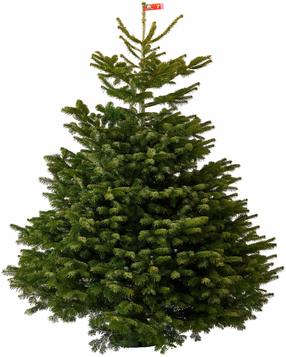 Kėnis Christmas Touch Normaniana Excellent, 200 - 225 cm