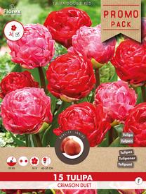 Svogūninės gėlės tulpė CRIMSON DUET, 11 - 12 mm, 15 vnt.
