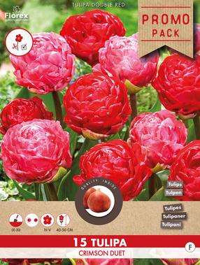 Svogūninės gėlės tulpė CRIMSON DUET, 11 - 12 mm, 15 vnt.