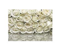 Fototapetas Komar La Rose, 368 cm x 254 cm