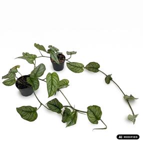 Augalas monstera Siltepecana, 25 cm, ø12 cm