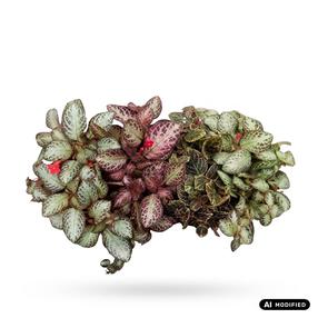 Augalas ritlenis Episcia Cupreata Mix, 20 cm, ø12 cm