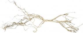 Akvārija dekorācija Terra Natura Root Weirwood, gaiši brūna krās., 15 cm