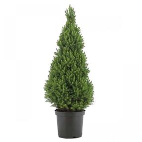 Eglė CONICA, 80 - 100 cm, ø35 cm
