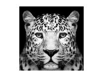 Foto paveikslas Panther, 80 cm x 80 cm