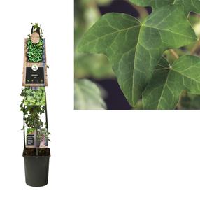 Krūmas gebenė, ø23 cm, 115 cm