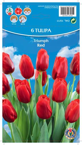 Svogūninės gėlės tulpė RED, 10 - 11 mm, 6 vnt.