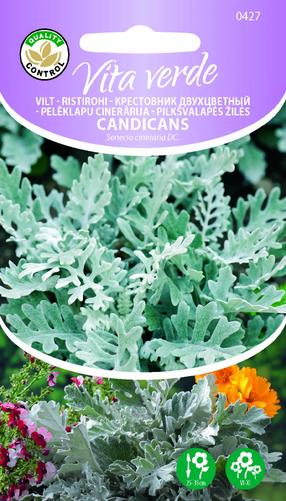 Seemned Vita Verde ristirohi Senecio Cineraria Dc.