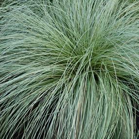 Augalas viksva Frosted Curls, 30 - 40 cm, ø17 cm