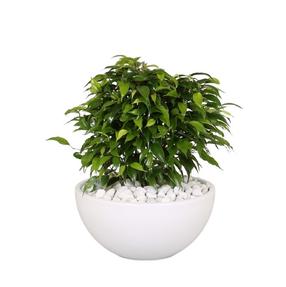 Augalas fikusas Green Kinky, 40 - 50 cm, ø22 cm
