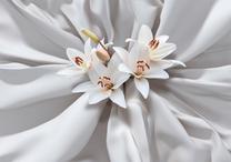 Fototapetas Artgeist Sensual Lilies, 280 cm x 400 cm