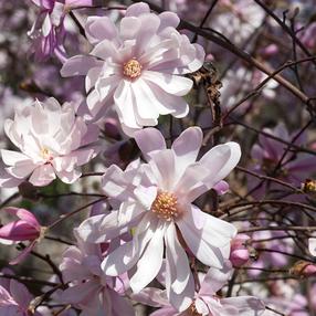 Krūmas magnolija ROSEA, ø23 cm, 40 - 50 cm