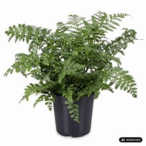 Augalas kalnarūtė Asplenium Parvati, 40 cm, ø17 cm