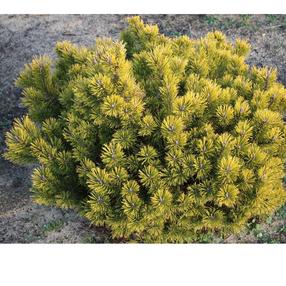 Pušis GOLD STAR, 20 - 30 cm, ø26 cm