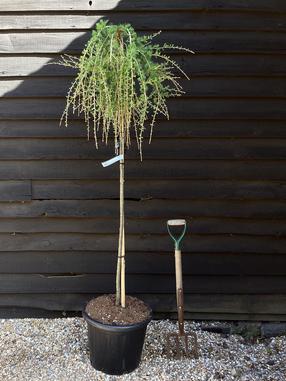 Maumedis PULI, 120 cm, ø26 cm