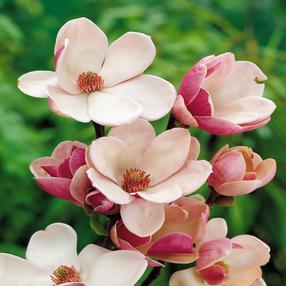 Krūmas magnolija SENSATION, ø17 cm, 35 cm