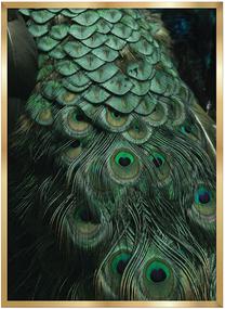 Foto paveikslas Peacock, 54 cm x 74 cm