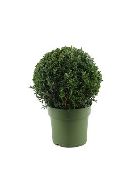 Buksmedis BALL, 22 cm, ø23 cm