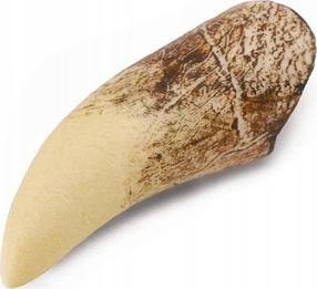 Žaislinė figūrėlė Collecta Tooth Of Tyrannosaurus Rex 89281, 8 cm, balta sp.