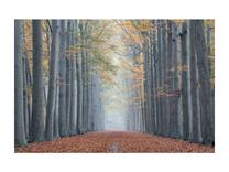 Foto paveikslas Trees II, 120 cm x 80 cm