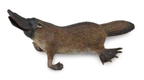 Rotaļlietu figūriņa Collecta Platypus 88795
