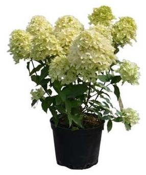 Krūmas hortenzija SKYFALL, 40 - 50 cm, ø19 cm