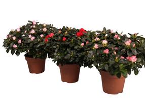 Krūmas azalija MIX, (spalva/dizainas parenkami atsitiktine tvarka), ø22 cm, 30 cm