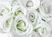 Fototapetas Artgeist Satin Rose (Green), 105 cm x 150 cm