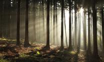 Fototapetas Artgeist Coniferous Forest, 270 cm x 441 cm