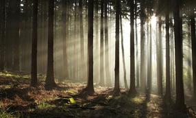Fototapeet Artgeist Coniferous Forest, 270 cm x 441 cm