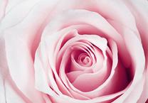 Fototapetas Artgeist Rose Maze, 105 cm x 150 cm