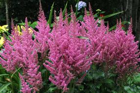 Gėlė astilbė Visions In Pink, 25 cm, ø11 cm