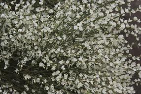 Krūmas raipstas ALBUS, ø17 cm, 30 - 40 cm