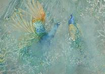 Fototapetas Artgeist Peacocks Dancing, 280 cm x 400 cm