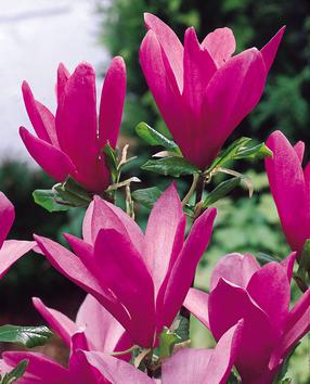 Krūmas magnolija Susan, ø17 cm, 30 cm