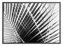 Paveikslas DecoKing Keylargo, 50 cm x 40 cm