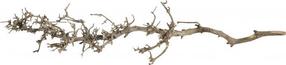 Akvārija dekorācija Terra Natura South Root 42051, brūna krās., 25 cm