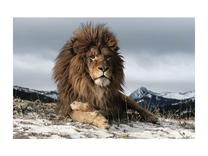 Foto paveikslas Lion, 120 cm x 80 cm
