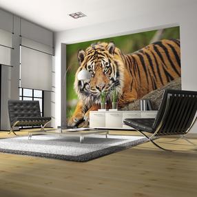 Fototapetas Artgeist Sumatran Tiger 4XLFTNT0106SAM, 309 cm x 392 cm