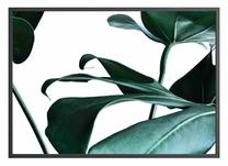 Paveikslas DecoKing Rainforest, 40 cm x 50 cm